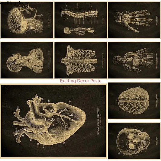 Anatomical Skeleton Canvas Poster