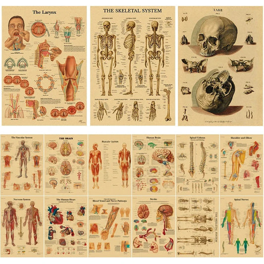 The Human Body Posters