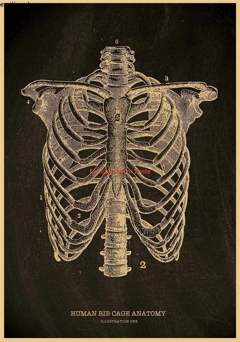 Anatomical Skeleton Canvas Poster