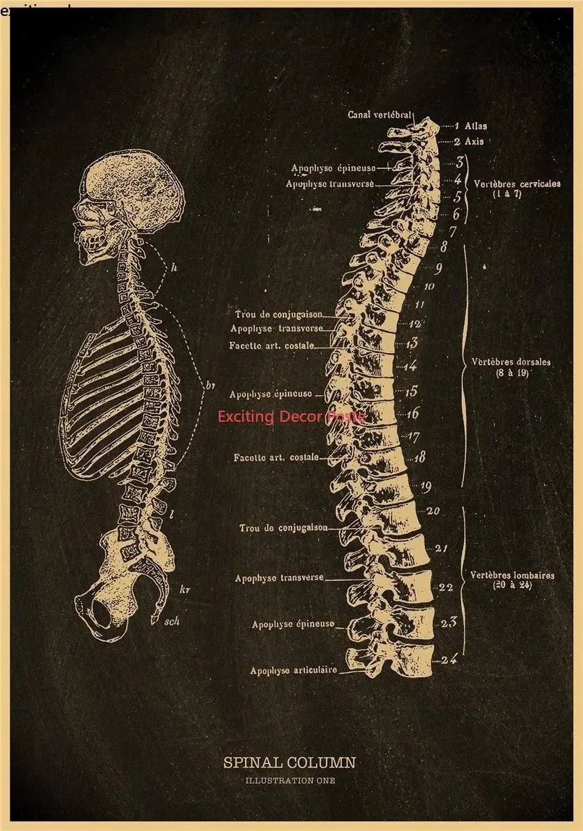 Anatomical Skeleton Canvas Poster