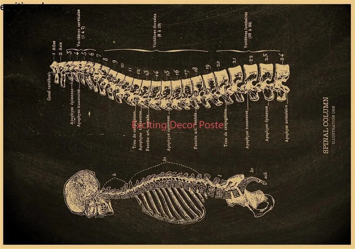 Anatomical Skeleton Canvas Poster