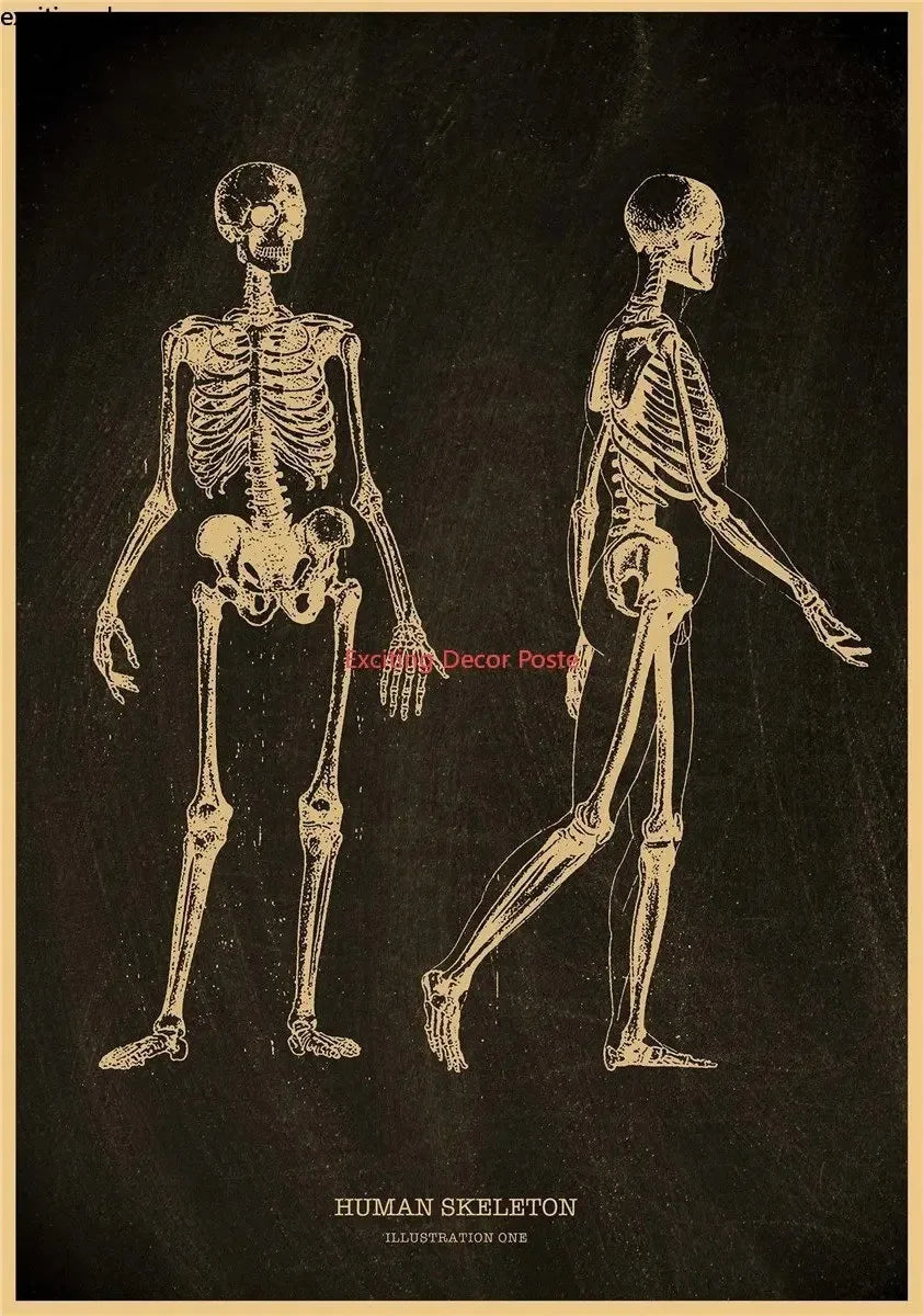 Anatomical Skeleton Canvas Poster